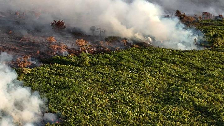 Special Plan: Gambut Ternyata Ikut Membentuk Hujan, Begini Prosesnya