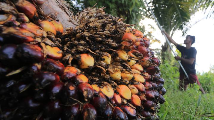 Indonesia, Russia Palm Oil Associations Sign MoU to Expand Trade Cooperation