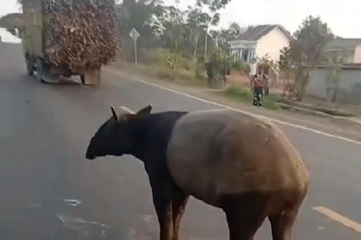 Dosen IPB: Kemunculan Tapir di Permukiman Jadi Alarm