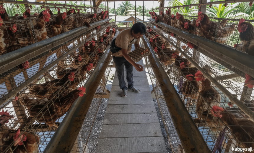 Indonesia Eyes Poultry Exports to China, Middle East
